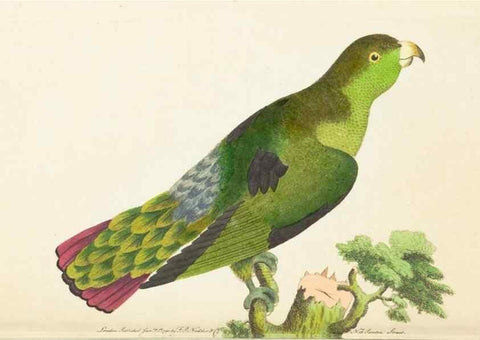 Reproducción/Reproduction 7780963746: The naturalists' miscellany :. London :Printed for Nodder & co,1789.