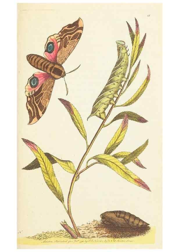 Reproducción/Reproduction 7780965418: The naturalists' miscellany :. London :Printed for Nodder & co,1789.