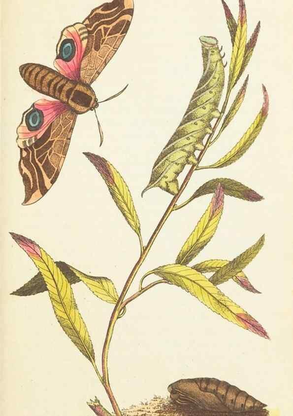 Reproducción/Reproduction 7780965418: The naturalists' miscellany :. London :Printed for Nodder & co,1789.