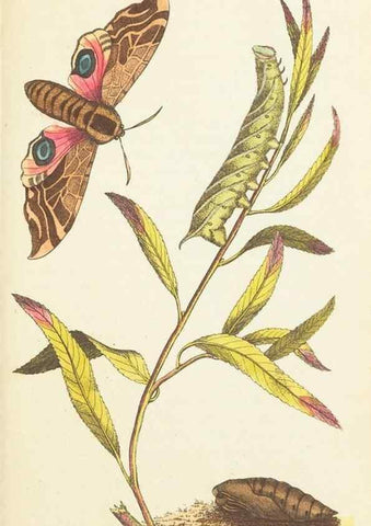 Reproducción/Reproduction 7780965418: The naturalists' miscellany :. London :Printed for Nodder & co,1789.