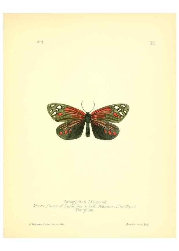 Reproducción/Reproduction 7796334924: Aid to the identification of insects /. London :E.W. Janson,1880-90.