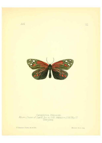 Reproducción/Reproduction 7796334924: Aid to the identification of insects /. London :E.W. Janson,1880-90.