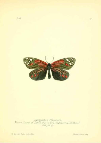 Reproducción/Reproduction 7796334924: Aid to the identification of insects /. London :E.W. Janson,1880-90.
