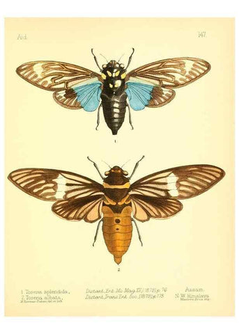 Reproducción/Reproduction 7796359978: Aid to the identification of insects /. London :E.W. Janson,1880-90.