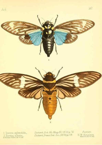 Reproducción/Reproduction 7796359978: Aid to the identification of insects /. London :E.W. Janson,1880-90.