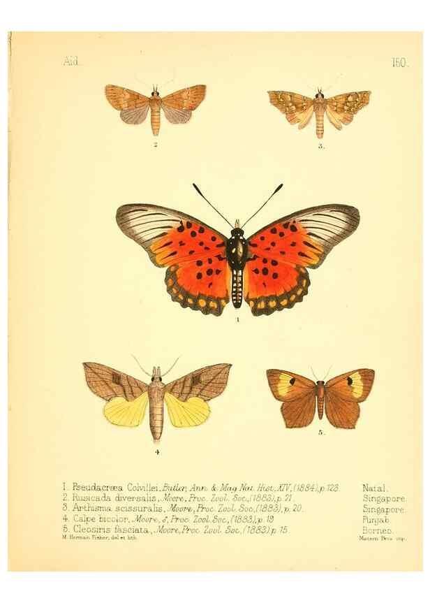 Reproducción/Reproduction 7796362112: Aid to the identification of insects /. London :E.W. Janson,1880-90.