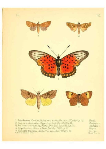 Reproducción/Reproduction 7796362112: Aid to the identification of insects /. London :E.W. Janson,1880-90.