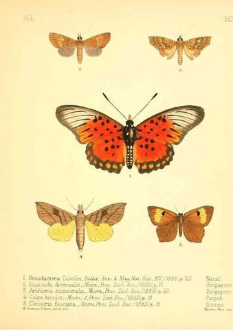 Reproducción/Reproduction 7796362112: Aid to the identification of insects /. London :E.W. Janson,1880-90.