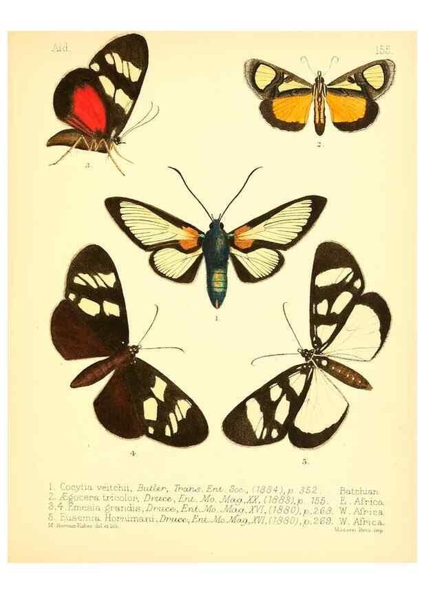 Reproducción/Reproduction 7796366312: Aid to the identification of insects /. London :E.W. Janson,1880-90.