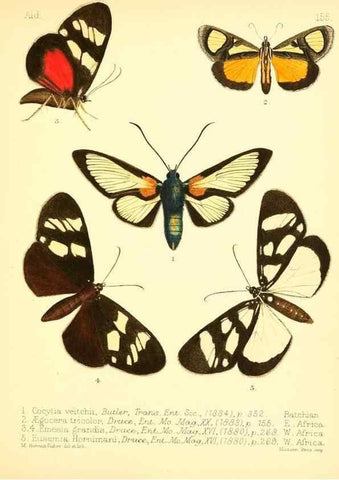 Reproducción/Reproduction 7796366312: Aid to the identification of insects /. London :E.W. Janson,1880-90.