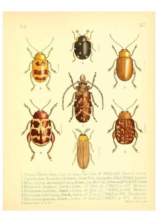 Reproducción/Reproduction 7796374916: Aid to the identification of insects /. London :E.W. Janson,1880-90.
