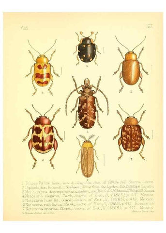 Reproducción/Reproduction 7796374916: Aid to the identification of insects /. London :E.W. Janson,1880-90.
