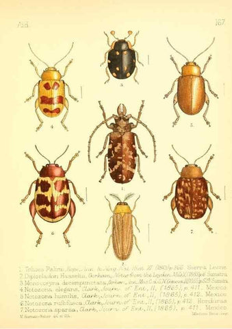 Reproducción/Reproduction 7796374916: Aid to the identification of insects /. London :E.W. Janson,1880-90.