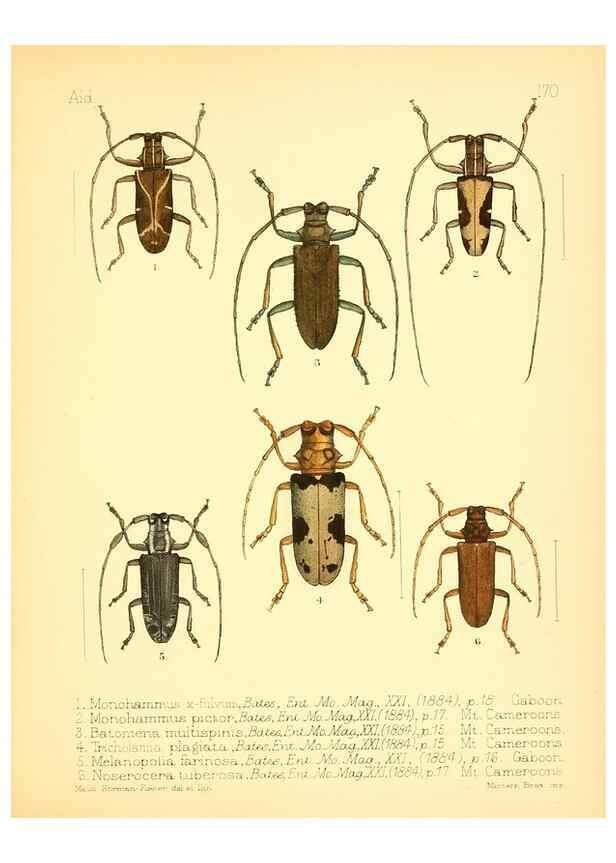 Reproducción/Reproduction 7796377018: Aid to the identification of insects /. London :E.W. Janson,1880-90.