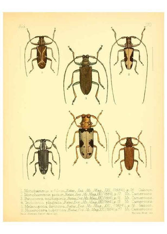 Reproducción/Reproduction 7796377018: Aid to the identification of insects /. London :E.W. Janson,1880-90.