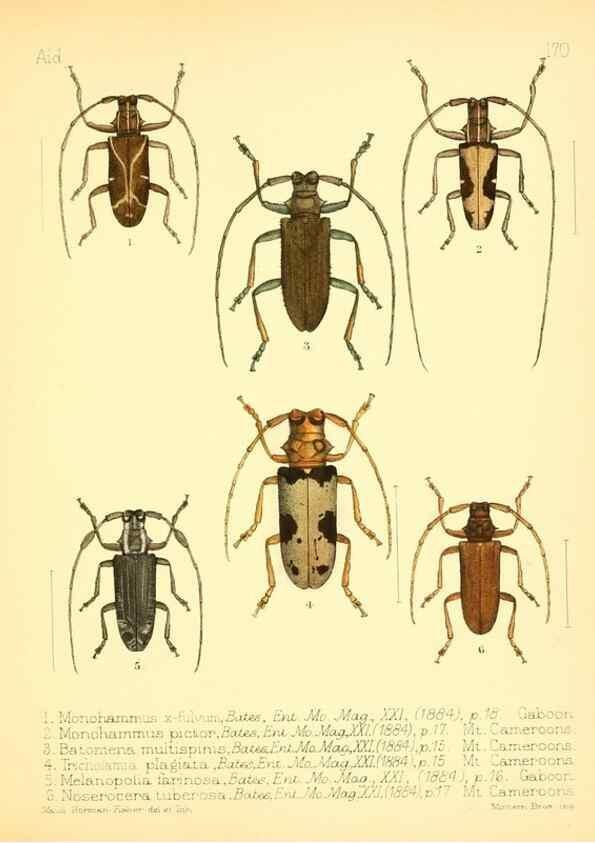 Reproducción/Reproduction 7796377018: Aid to the identification of insects /. London :E.W. Janson,1880-90.