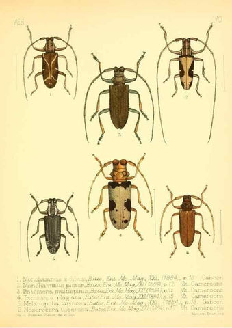 Reproducción/Reproduction 7796377018: Aid to the identification of insects /. London :E.W. Janson,1880-90.