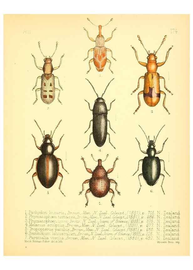 Reproducción/Reproduction 7796379978: Aid to the identification of insects /. London :E.W. Janson,1880-90.