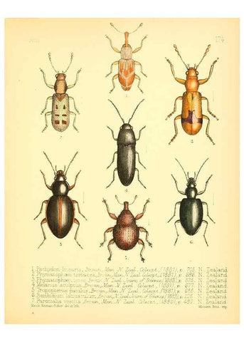 Reproducción/Reproduction 7796379978: Aid to the identification of insects /. London :E.W. Janson,1880-90.