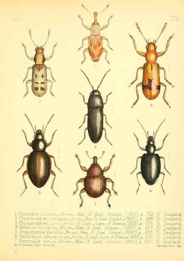 Reproducción/Reproduction 7796379978: Aid to the identification of insects /. London :E.W. Janson,1880-90.