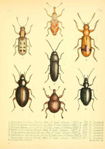 Reproducción/Reproduction 7796379978: Aid to the identification of insects /. London :E.W. Janson,1880-90.