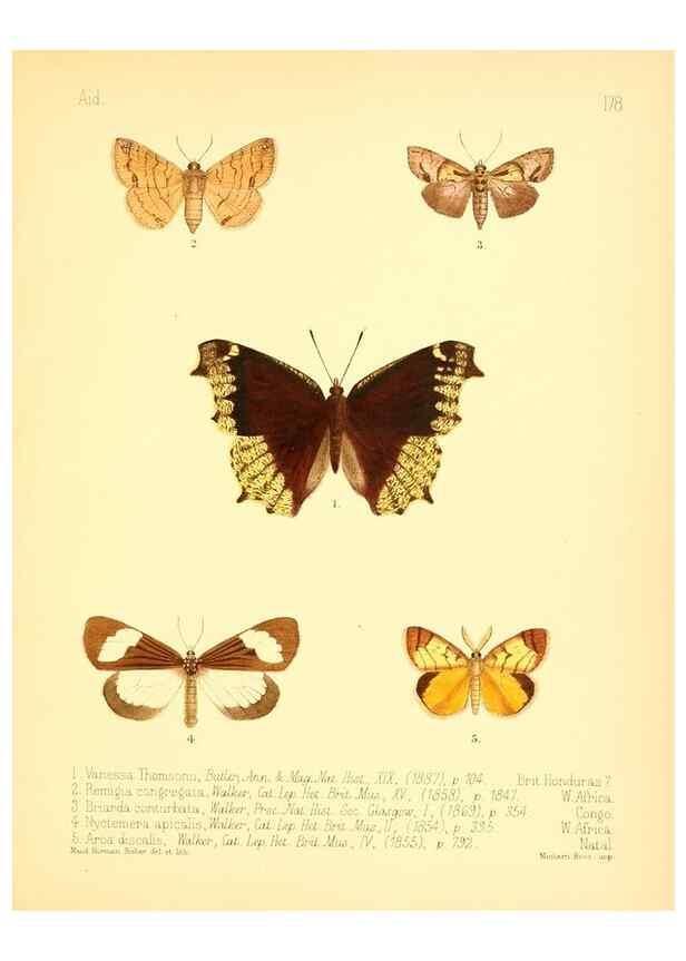 Reproducción/Reproduction 7796382906: Aid to the identification of insects /. London :E.W. Janson,1880-90.