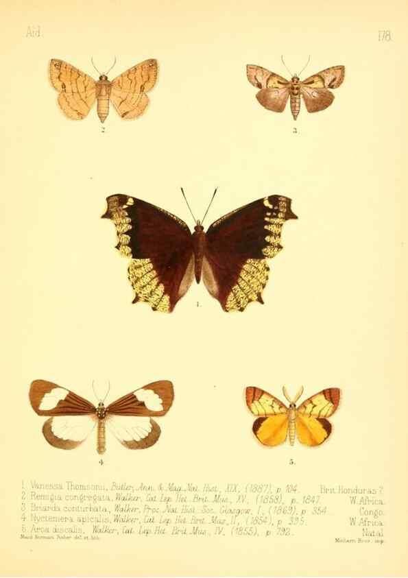 Reproducción/Reproduction 7796382906: Aid to the identification of insects /. London :E.W. Janson,1880-90.