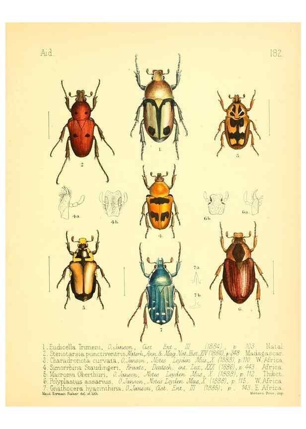 Reproducción/Reproduction 7796385896: Aid to the identification of insects /. London :E.W. Janson,1880-90.