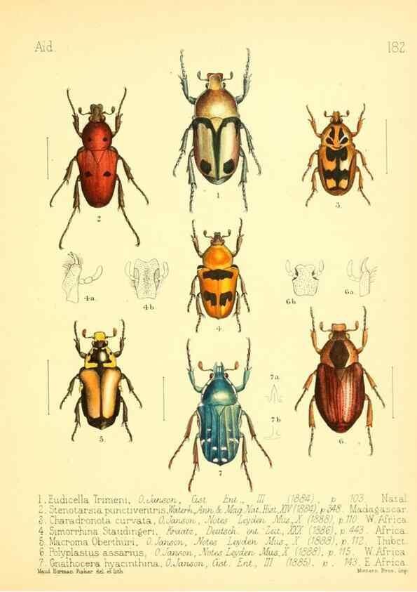 Reproducción/Reproduction 7796385896: Aid to the identification of insects /. London :E.W. Janson,1880-90.