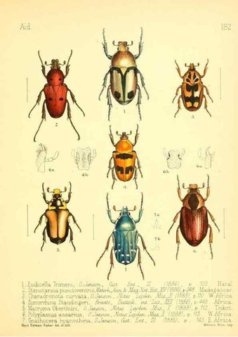 Reproducción/Reproduction 7796385896: Aid to the identification of insects /. London :E.W. Janson,1880-90.