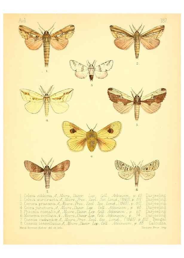 Reproducción/Reproduction 7796389704: Aid to the identification of insects /. London :E.W. Janson,1880-90.