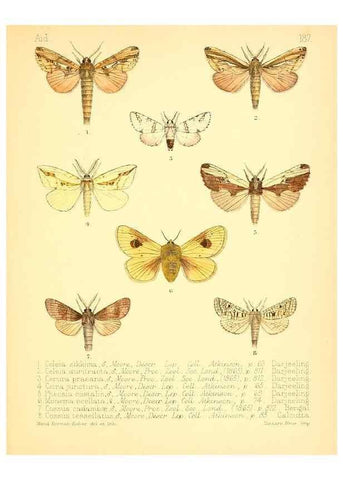 Reproducción/Reproduction 7796389704: Aid to the identification of insects /. London :E.W. Janson,1880-90.