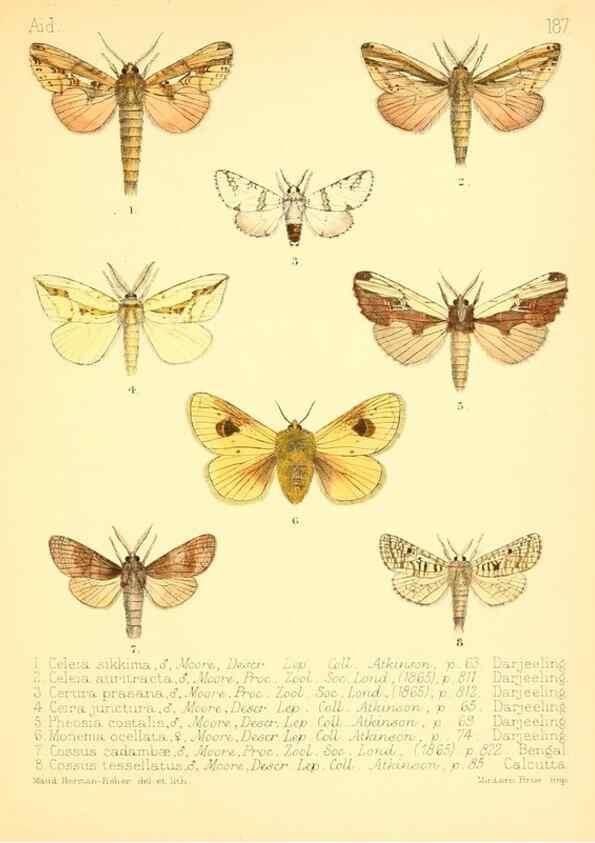 Reproducción/Reproduction 7796389704: Aid to the identification of insects /. London :E.W. Janson,1880-90.