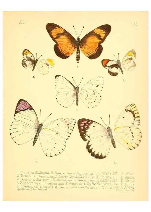 Reproducción/Reproduction 7796391282: Aid to the identification of insects /. London :E.W. Janson,1880-90.