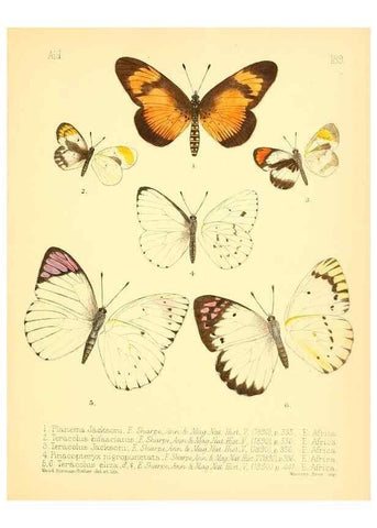 Reproducción/Reproduction 7796391282: Aid to the identification of insects /. London :E.W. Janson,1880-90.