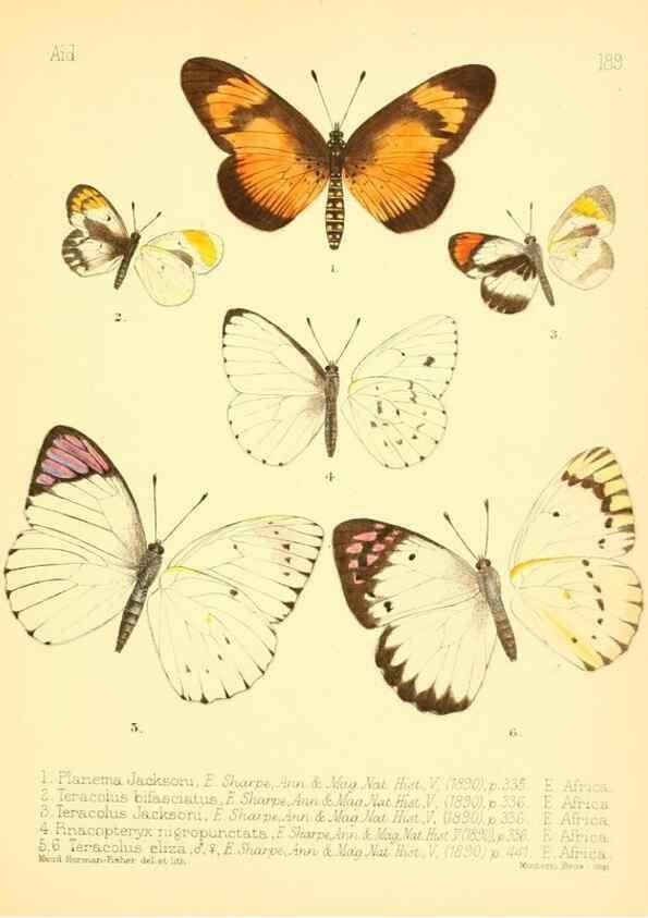 Reproducción/Reproduction 7796391282: Aid to the identification of insects /. London :E.W. Janson,1880-90.
