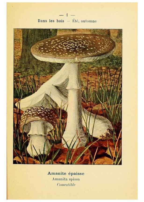 Reproducción/Reproduction 7831117380: Nouvel atlas de poche des champignons comestibles et vénéneux.. Paris,Léon Lhome,1911-1912.