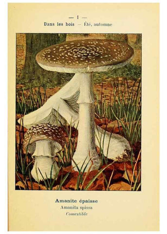 Reproducción/Reproduction 7831117380: Nouvel atlas de poche des champignons comestibles et vénéneux.. Paris,Léon Lhome,1911-1912.