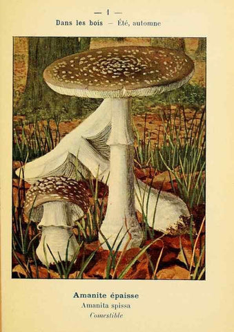 Reproducción/Reproduction 7831117380: Nouvel atlas de poche des champignons comestibles et vénéneux.. Paris,Léon Lhome,1911-1912.