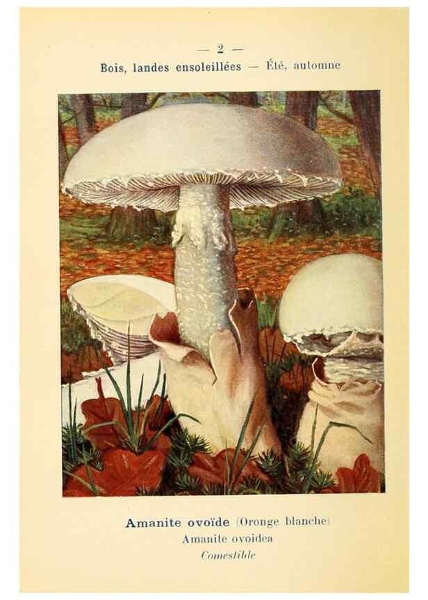 Reproducción/Reproduction 7831118724: Nouvel atlas de poche des champignons comestibles et vénéneux.. Paris,Léon Lhome,1911-1912.