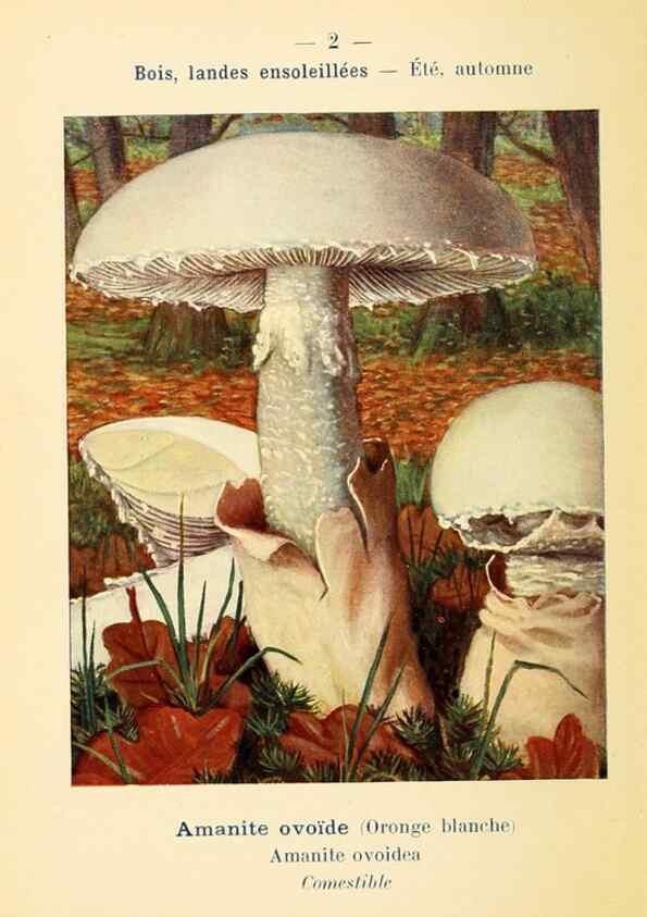 Reproducción/Reproduction 7831118724: Nouvel atlas de poche des champignons comestibles et vénéneux.. Paris,Léon Lhome,1911-1912.