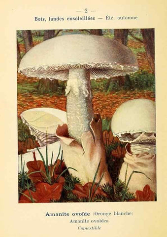 Reproducción/Reproduction 7831118724: Nouvel atlas de poche des champignons comestibles et vénéneux.. Paris,Léon Lhome,1911-1912.