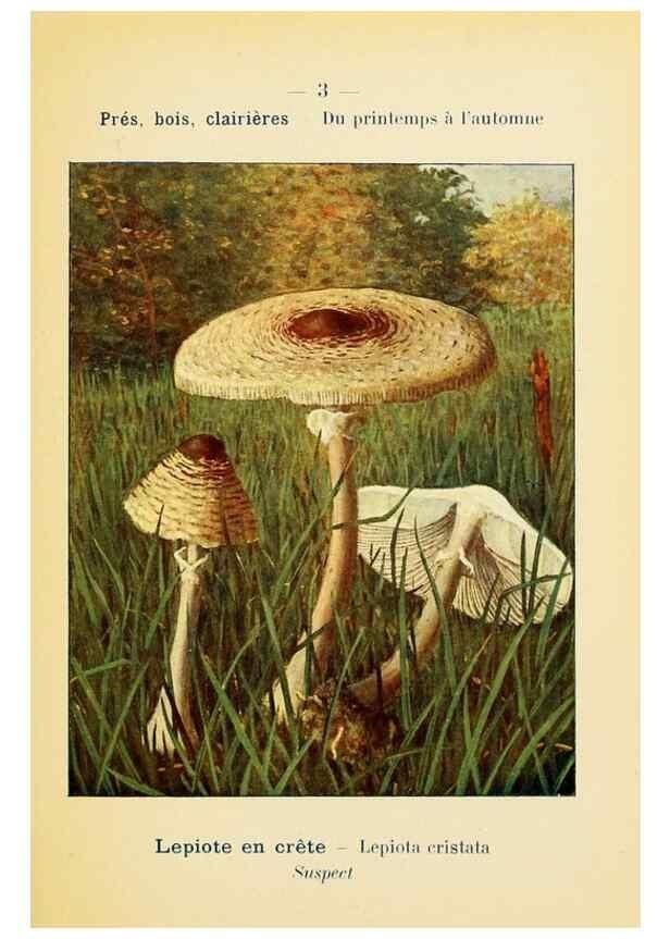 Reproducción/Reproduction 7831119966: Nouvel atlas de poche des champignons comestibles et vénéneux.. Paris,Léon Lhome,1911-1912.