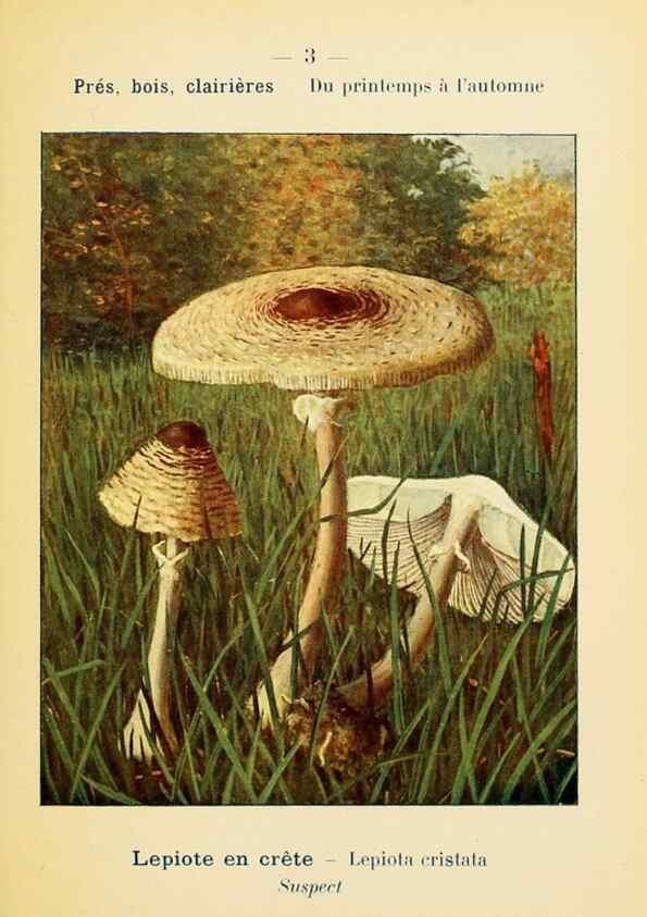 Reproducción/Reproduction 7831119966: Nouvel atlas de poche des champignons comestibles et vénéneux.. Paris,Léon Lhome,1911-1912.