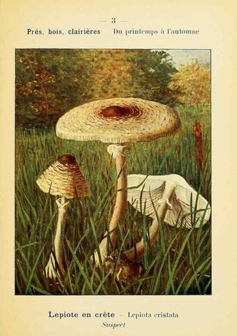 Reproducción/Reproduction 7831119966: Nouvel atlas de poche des champignons comestibles et vénéneux.. Paris,Léon Lhome,1911-1912.
