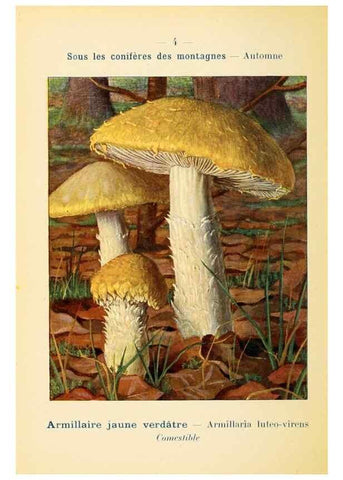 Reproducción/Reproduction 7831121408: Nouvel atlas de poche des champignons comestibles et vénéneux.. Paris,Léon Lhome,1911-1912.