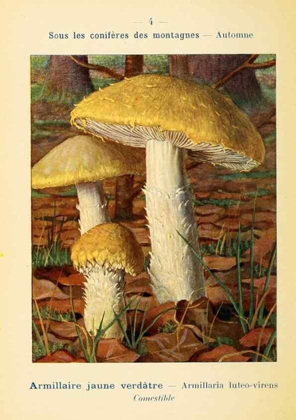 Reproducción/Reproduction 7831121408: Nouvel atlas de poche des champignons comestibles et vénéneux.. Paris,Léon Lhome,1911-1912.