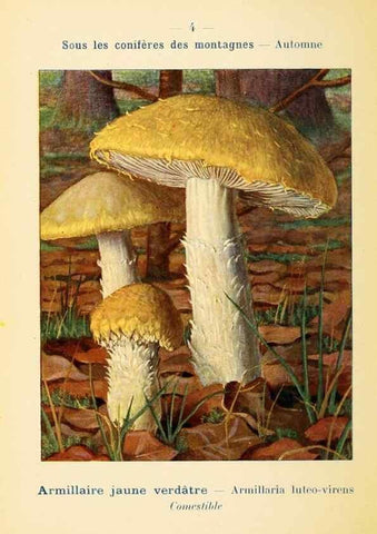Reproducción/Reproduction 7831121408: Nouvel atlas de poche des champignons comestibles et vénéneux.. Paris,Léon Lhome,1911-1912.