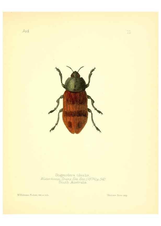Reproducción/Reproduction 7796334226: Aid to the identification of insects /. London :E.W. Janson,1880-90.