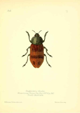 Reproducción/Reproduction 7796334226: Aid to the identification of insects /. London :E.W. Janson,1880-90.